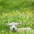 Content Lamb in a Meadow