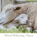 Mama's Lamb - Postcard Design
