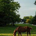 Williamsburg Carriage Horses on a Summer Evening